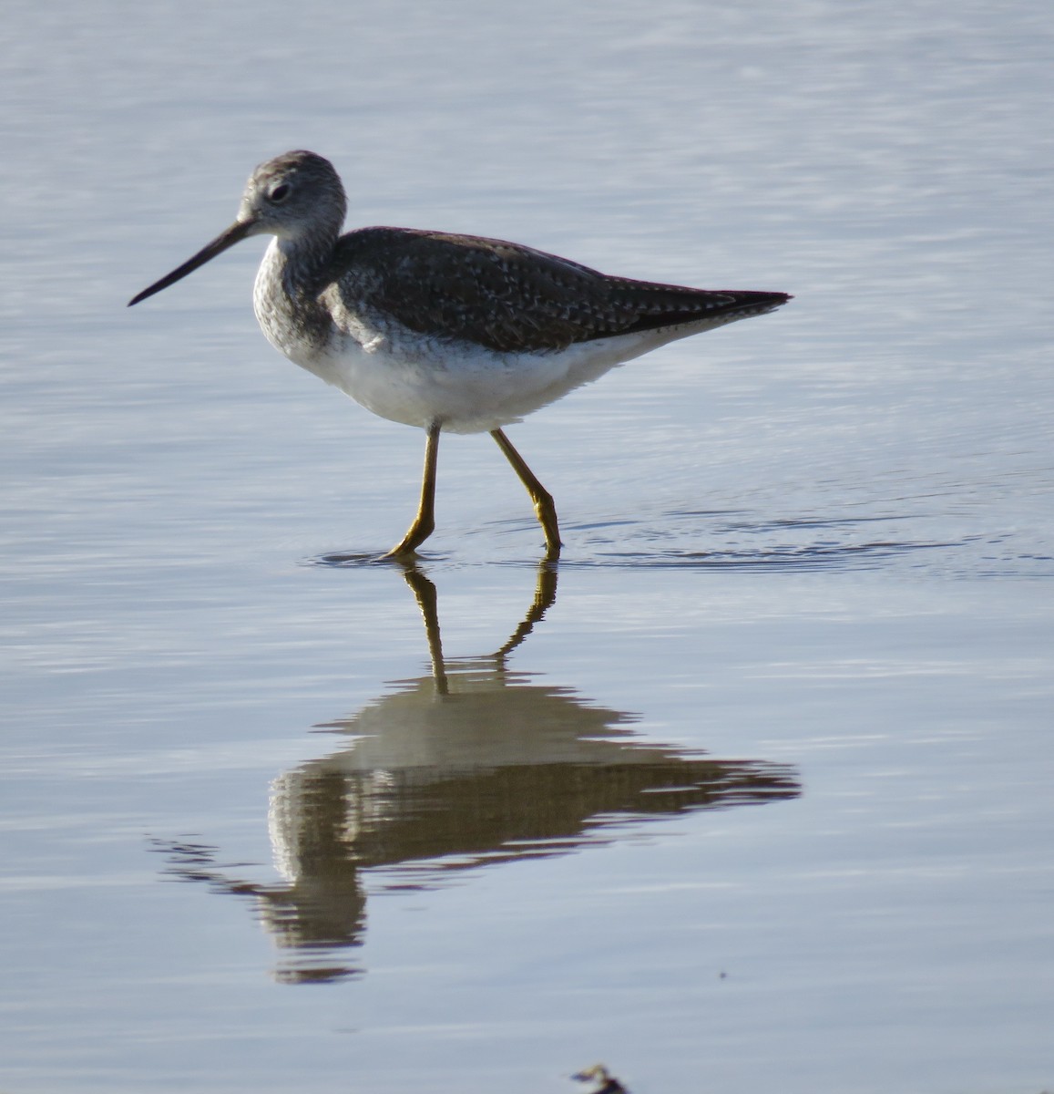 Greater Yellowlegs - ML631781120