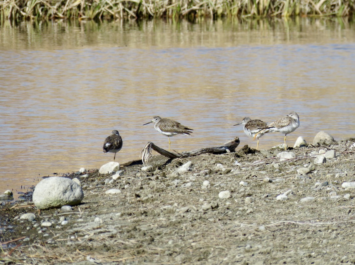 Greater Yellowlegs - ML631781121
