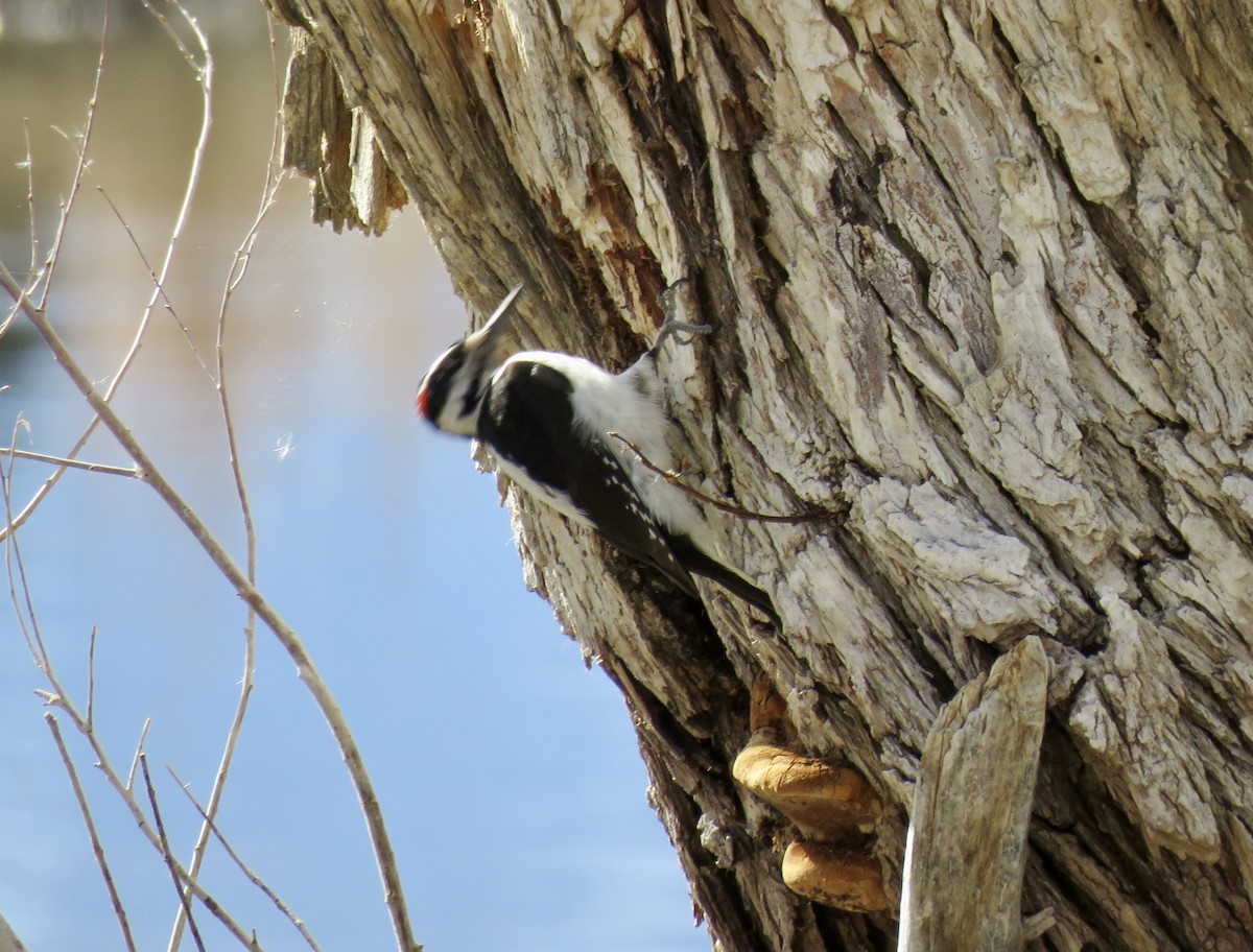 Hairy Woodpecker - ML631781130