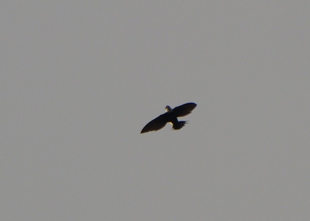 Great Swallow-tailed Swift - ML631781141