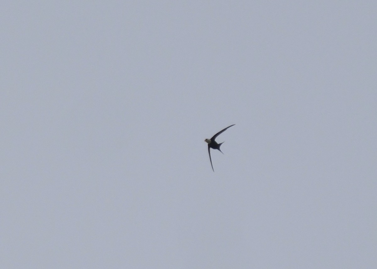 Great Swallow-tailed Swift - ML631781157