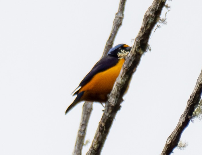 Hispaniolan Euphonia - ML631781254