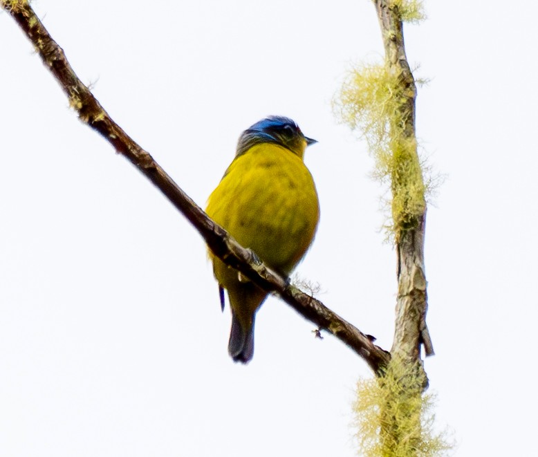 Hispaniolan Euphonia - ML631781255