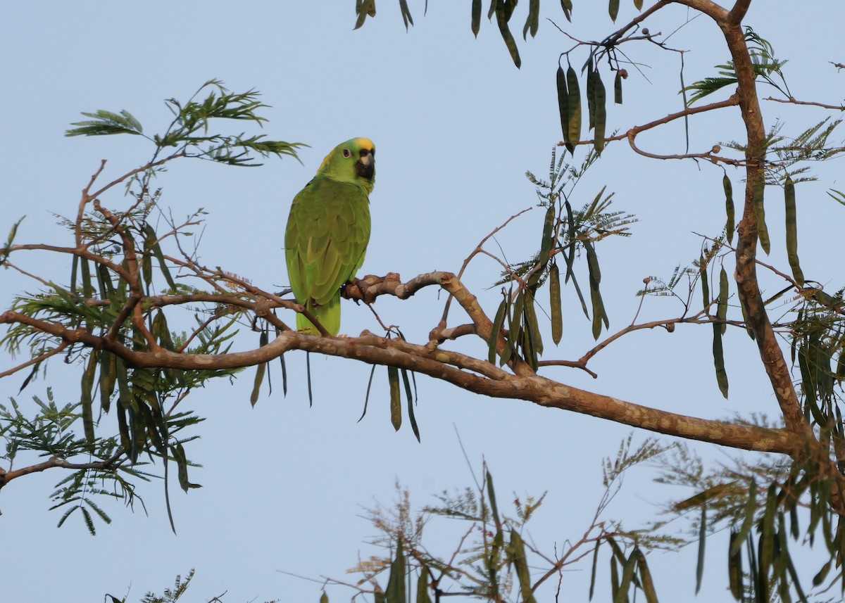 Yellow-naped Amazon - ML631781267
