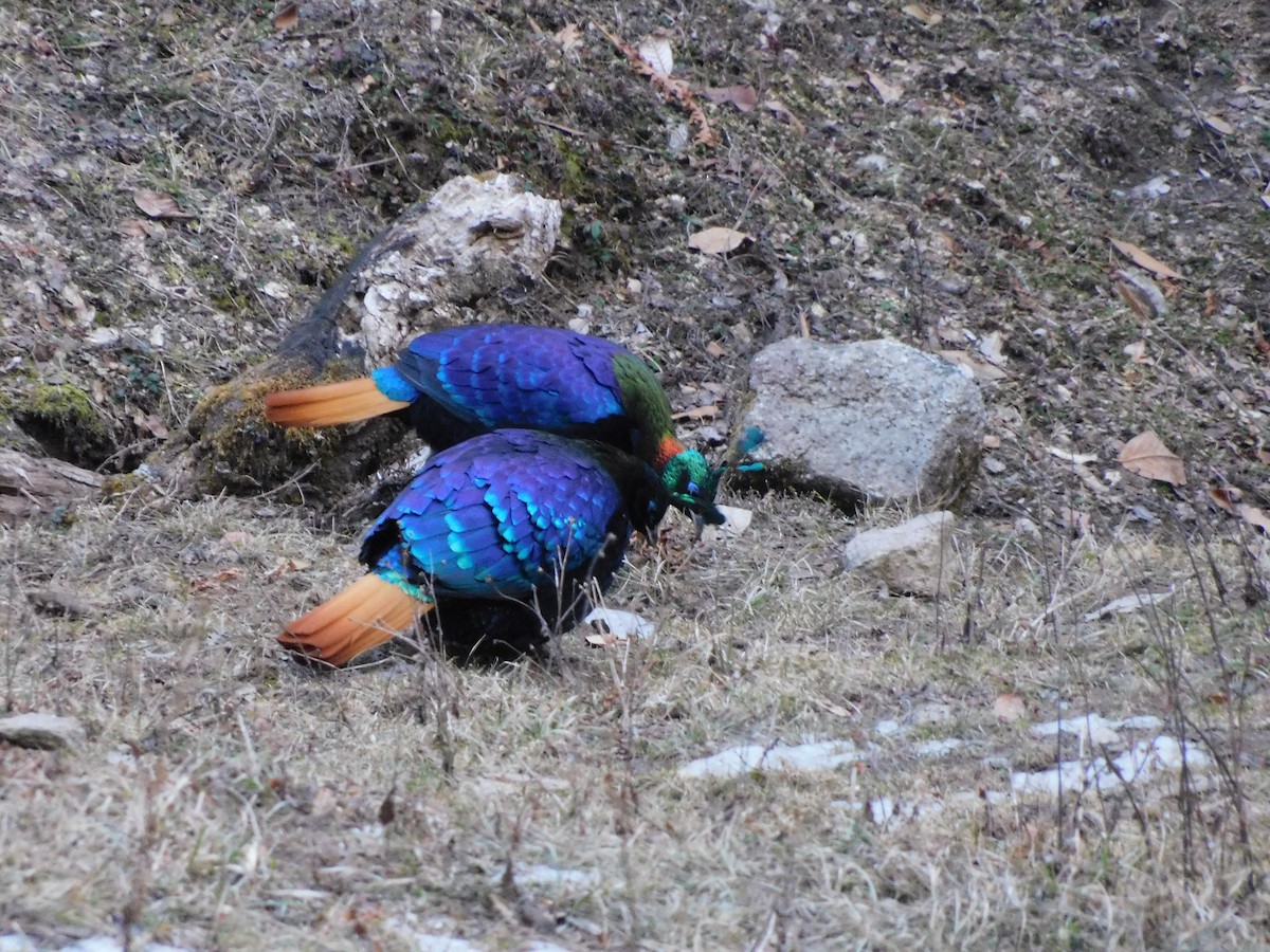 Himalayan Monal - ML631781290