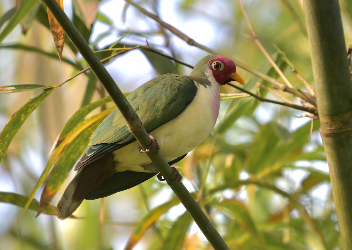 Jambu Fruit-Dove - ML631781329