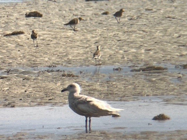 Glaucous-winged Gull - ML631781485