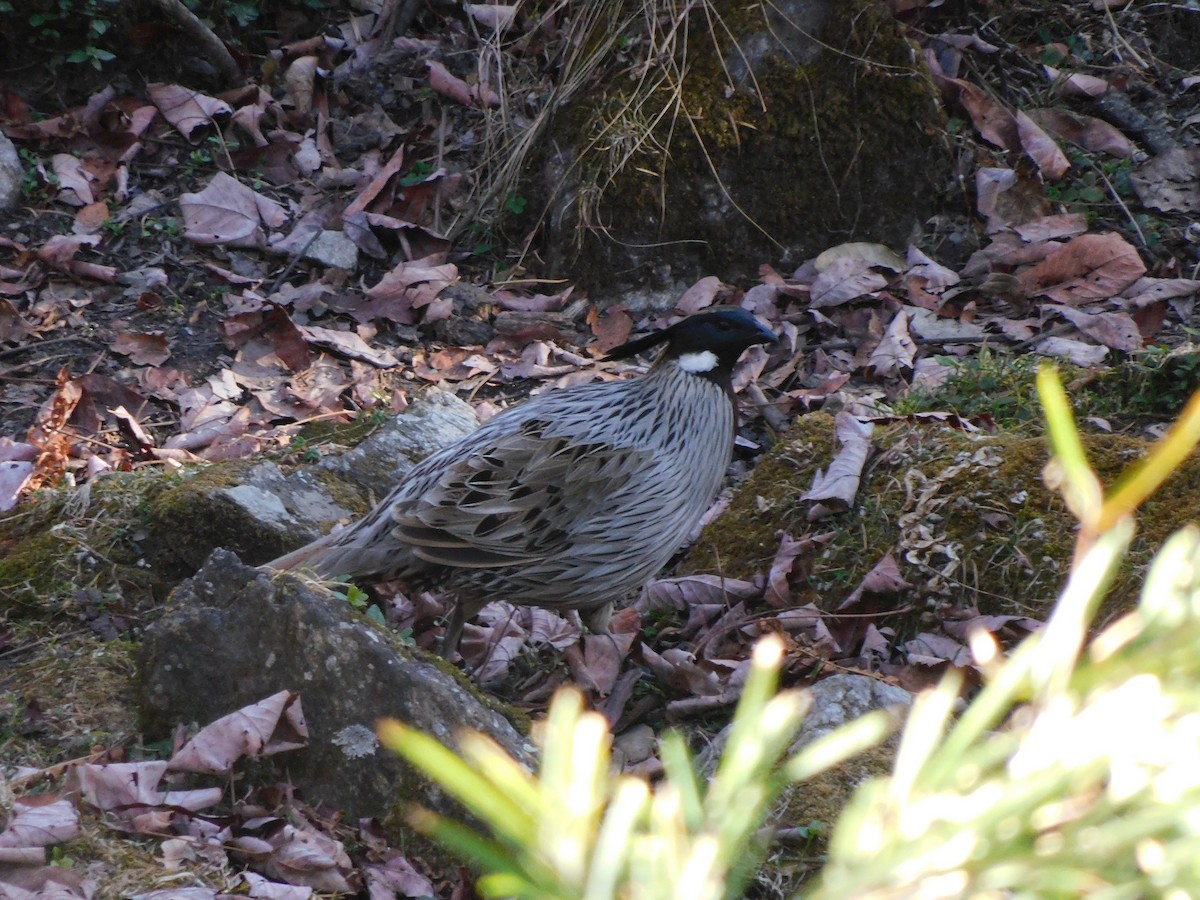 Koklass Pheasant - ML631781518