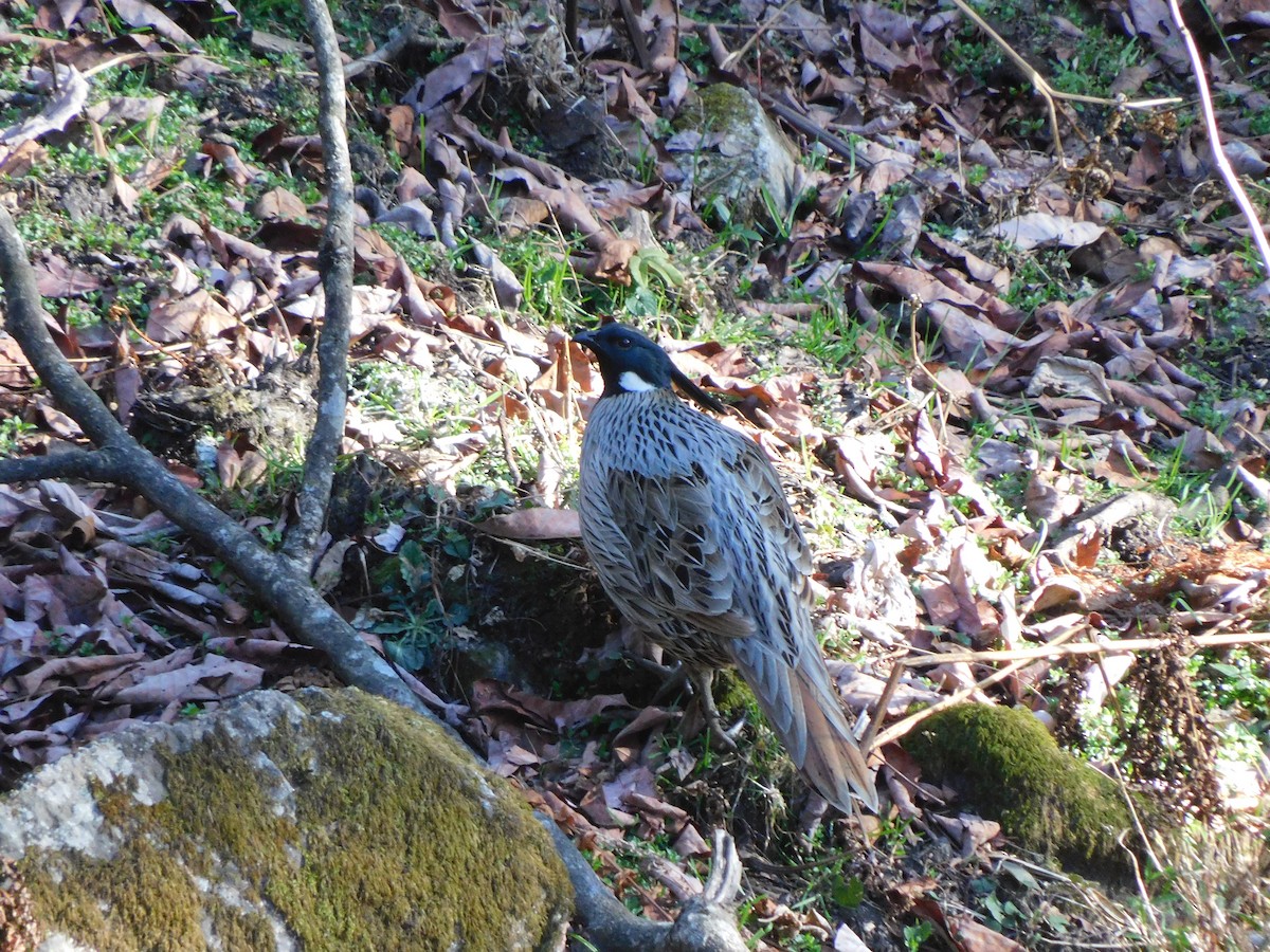 Koklass Pheasant - ML631781519