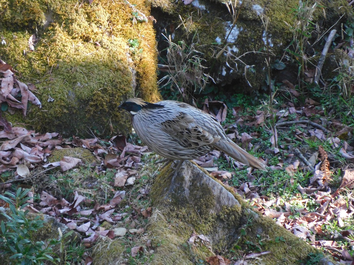 Koklass Pheasant - ML631781520