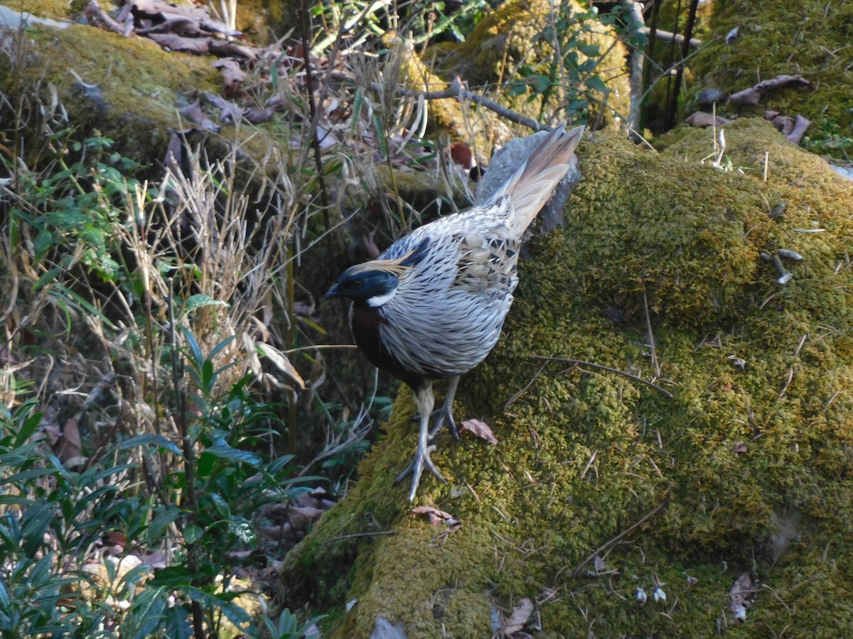 Koklass Pheasant - ML631781526