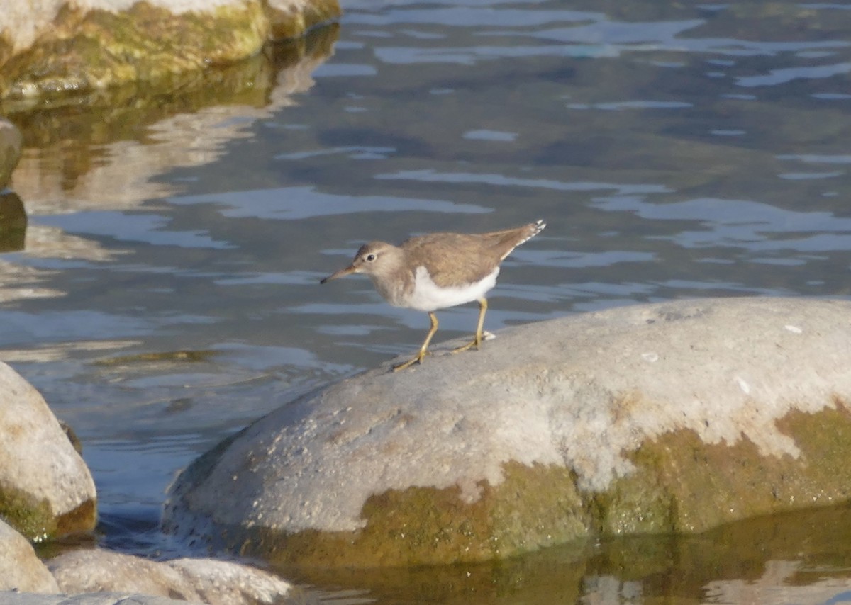 Common Sandpiper - ML631781585