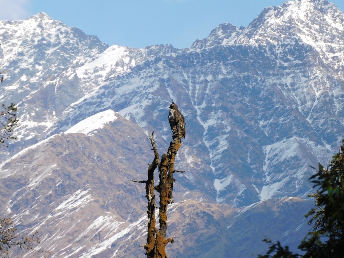 Mountain Hawk-Eagle - ML631781602