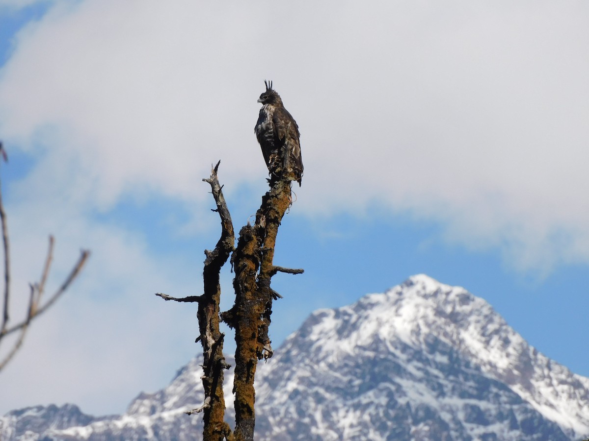 Mountain Hawk-Eagle - ML631781603
