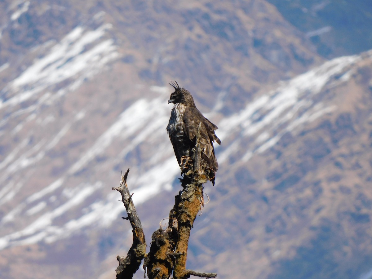 Mountain Hawk-Eagle - ML631781604