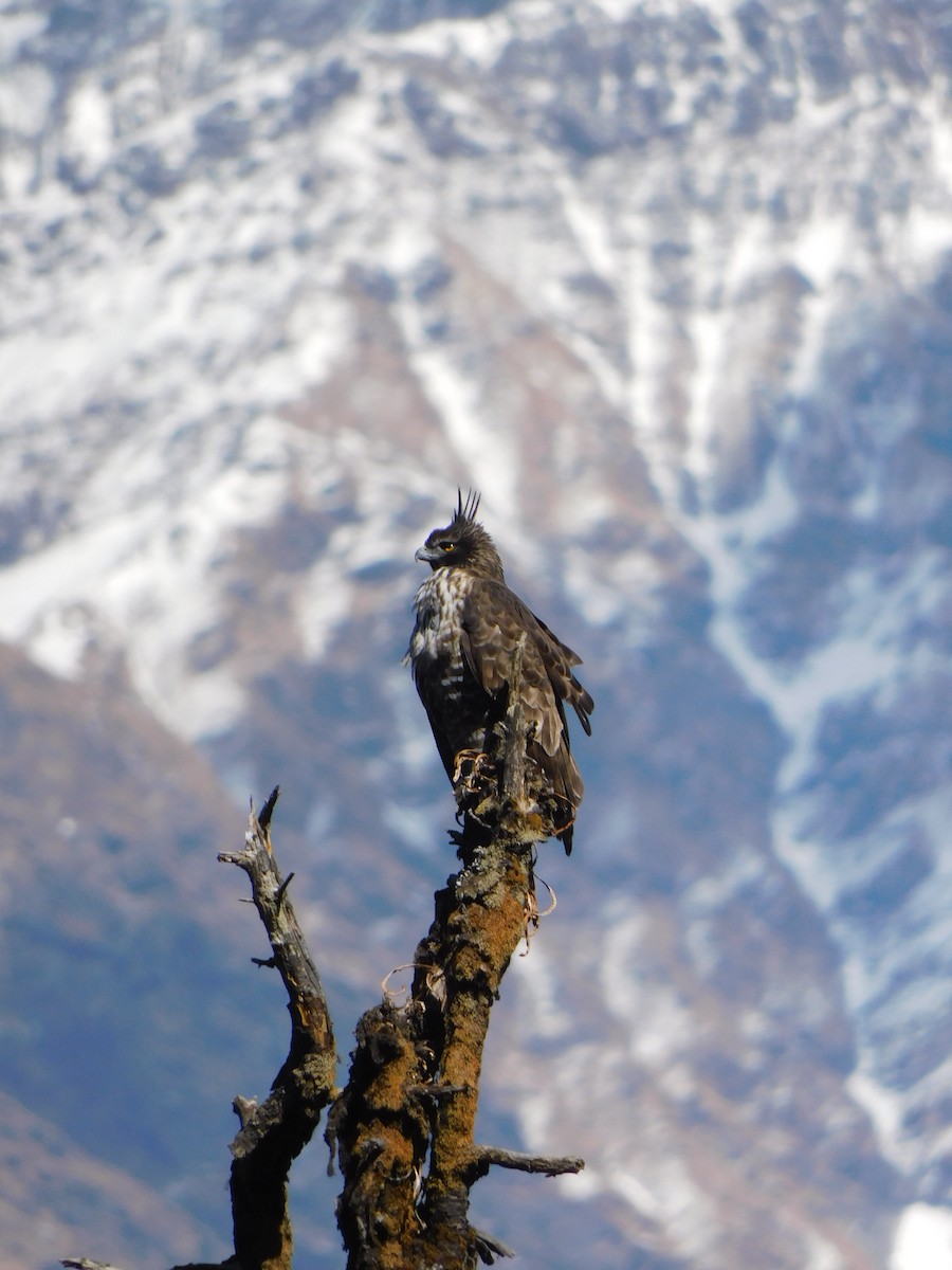 Mountain Hawk-Eagle - ML631781605
