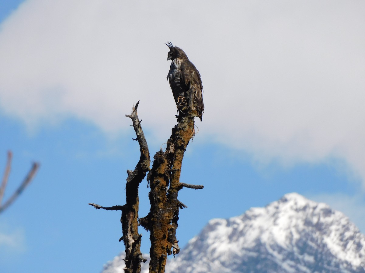 Mountain Hawk-Eagle - ML631781606