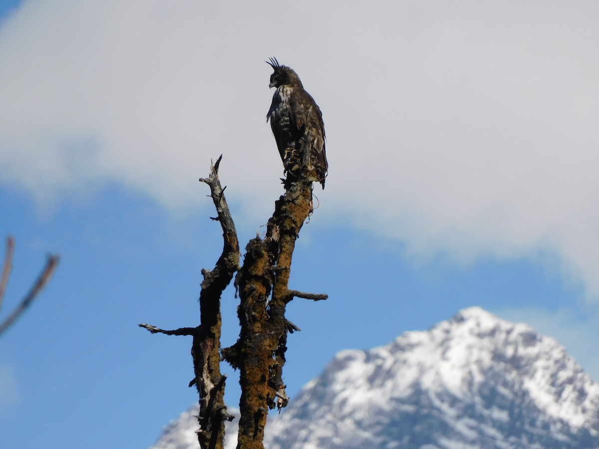 Mountain Hawk-Eagle - ML631781607