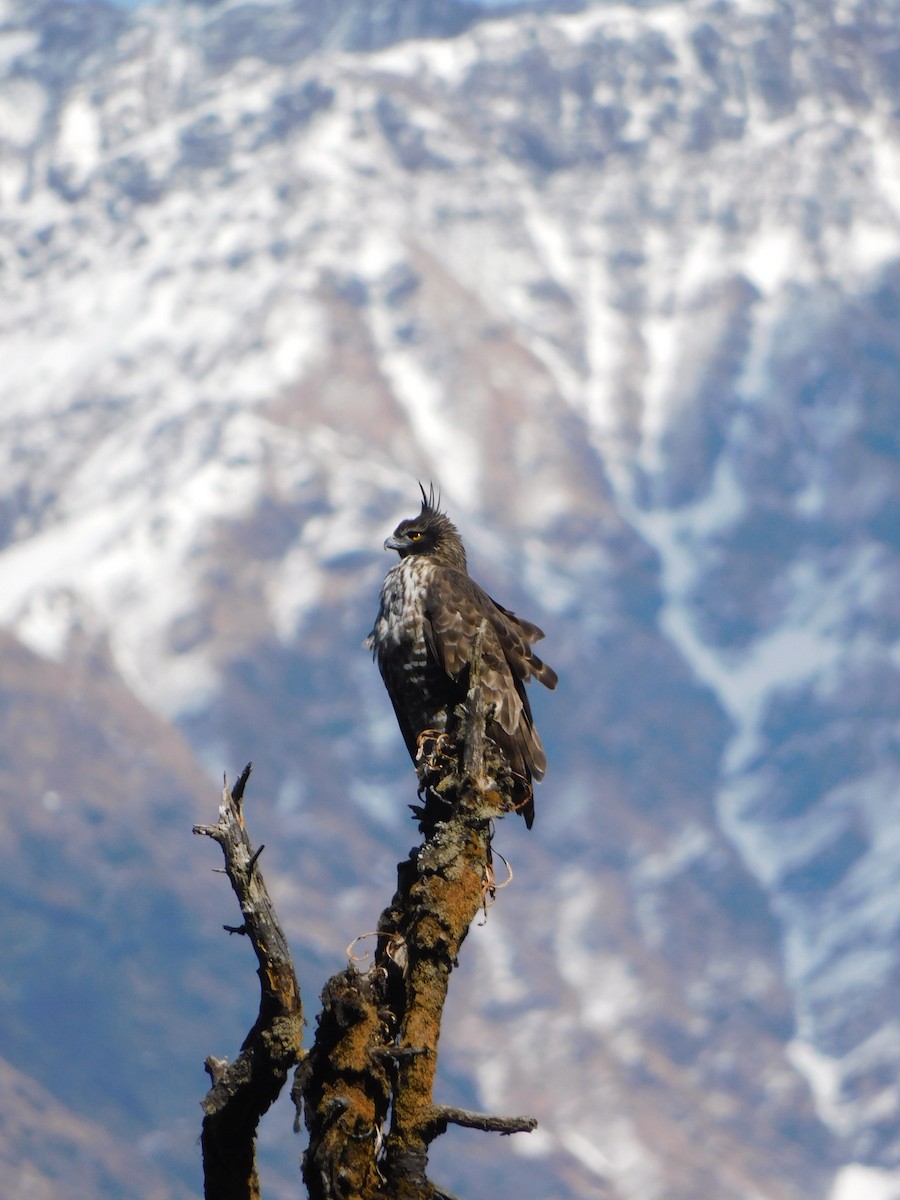Mountain Hawk-Eagle - ML631781608
