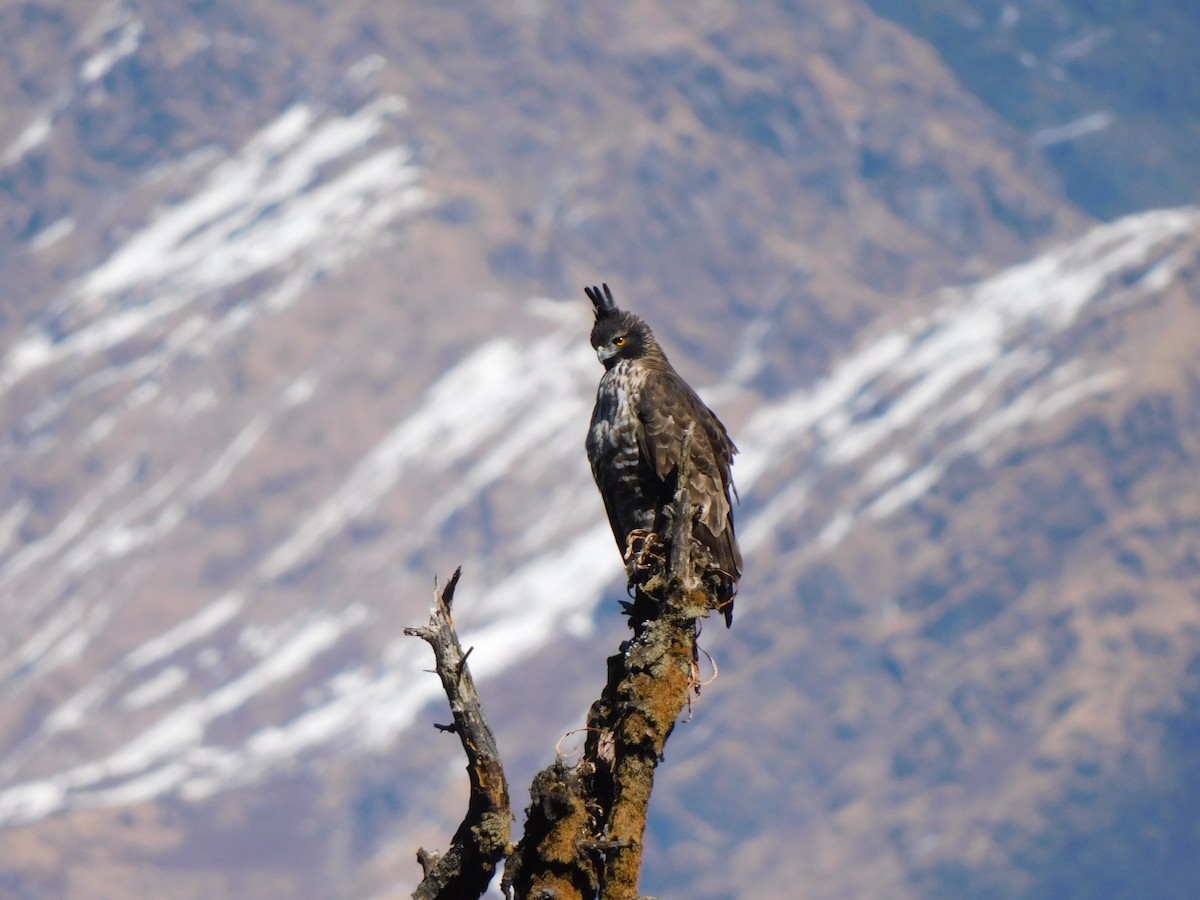 Mountain Hawk-Eagle - ML631781609