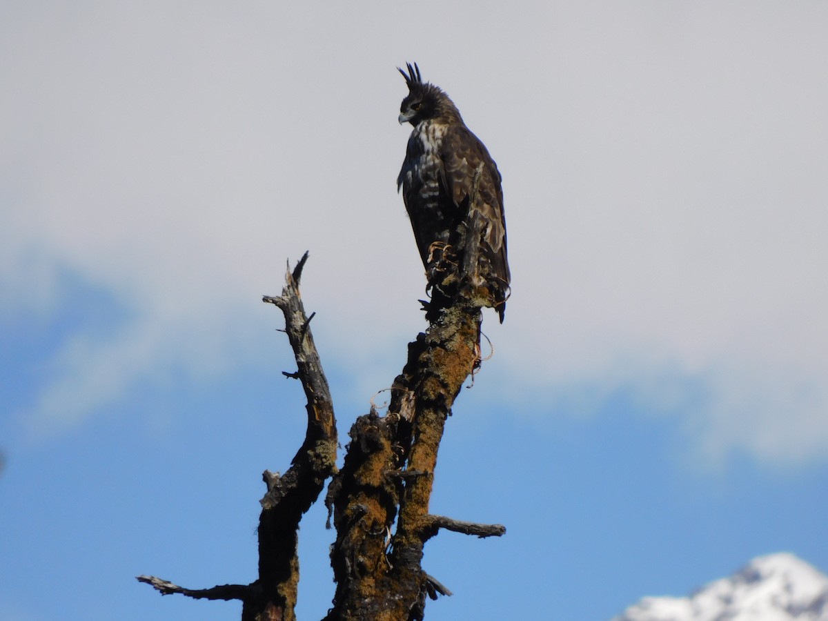 Mountain Hawk-Eagle - ML631781610