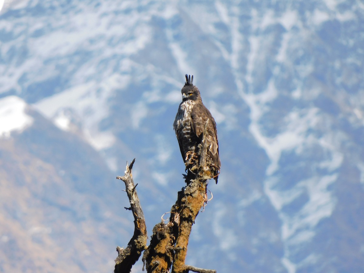 Mountain Hawk-Eagle - ML631781611