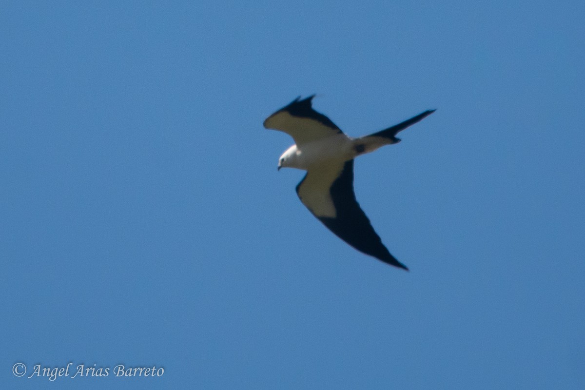 Swallow-tailed Kite - ML631781614
