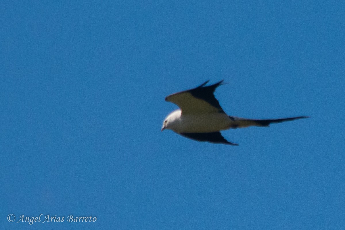 Swallow-tailed Kite - ML631781615