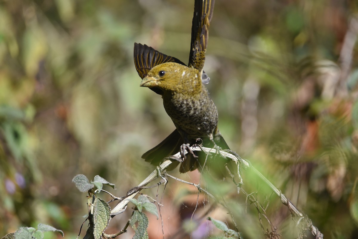 Scarlet Minivet - ML631781624