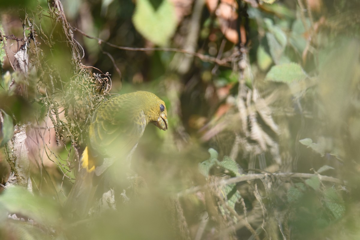 Scarlet Minivet - ML631781625
