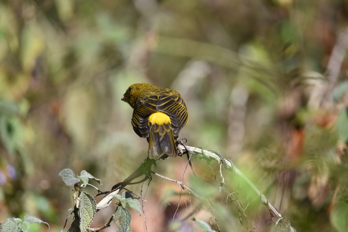 Scarlet Minivet - ML631781626