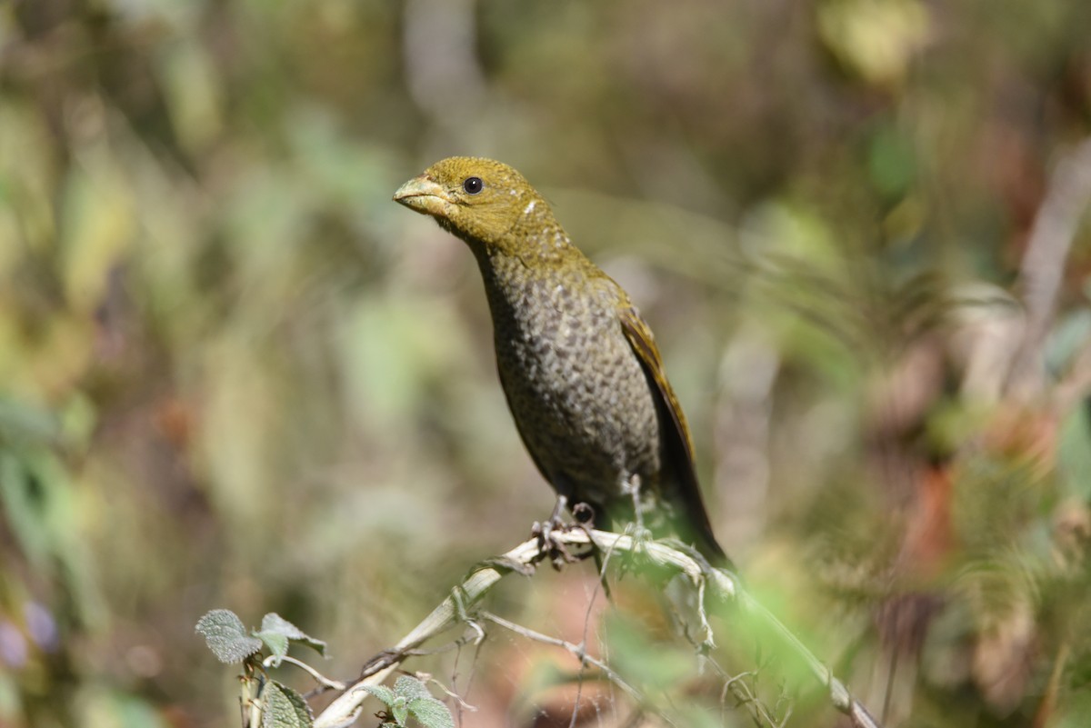 Scarlet Minivet - ML631781627