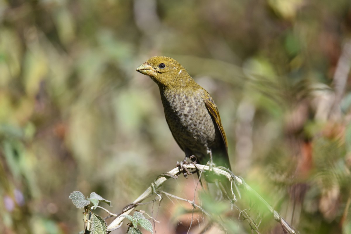 Scarlet Minivet - ML631781628