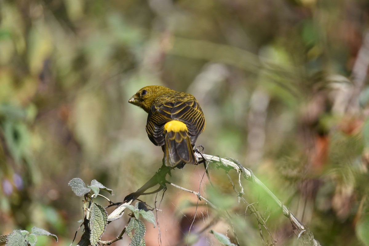 Scarlet Minivet - ML631781629