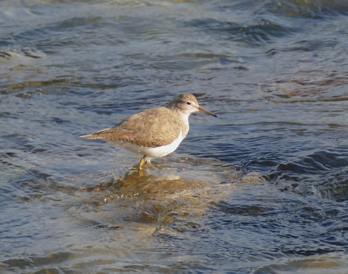 Common Sandpiper - ML631781631