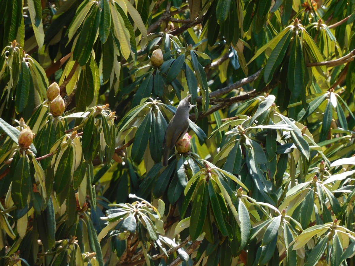 Stripe-throated Yuhina - ML631781645