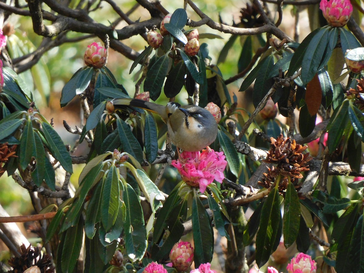 Variegated Laughingthrush - ML631781653