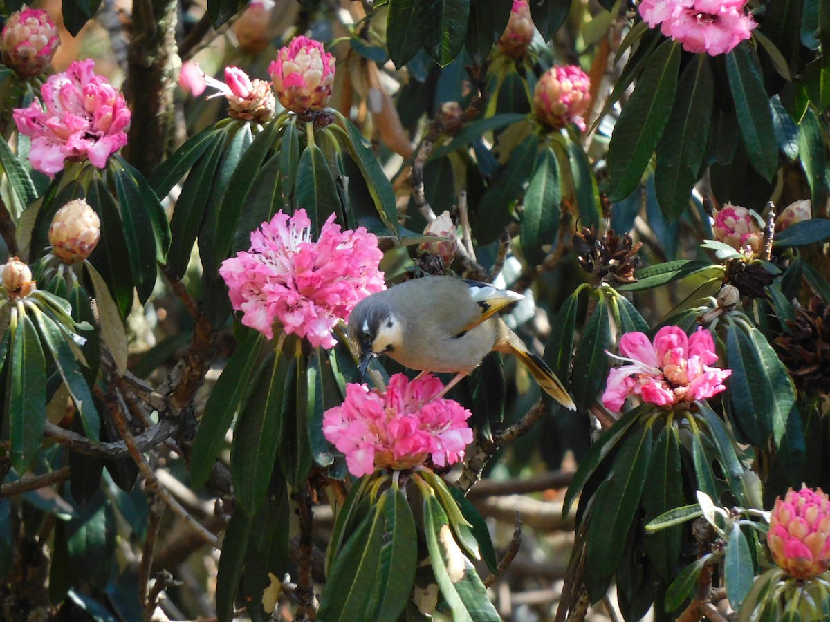 Variegated Laughingthrush - ML631781654