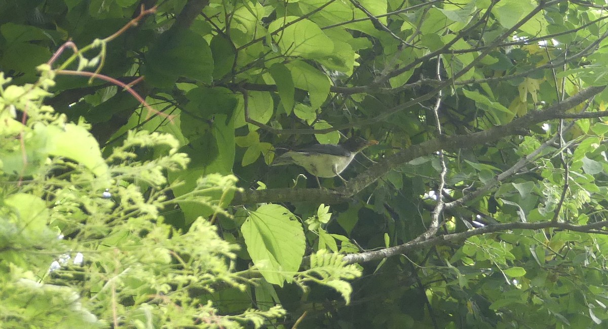 Plumbeous-backed Thrush - ML631781661