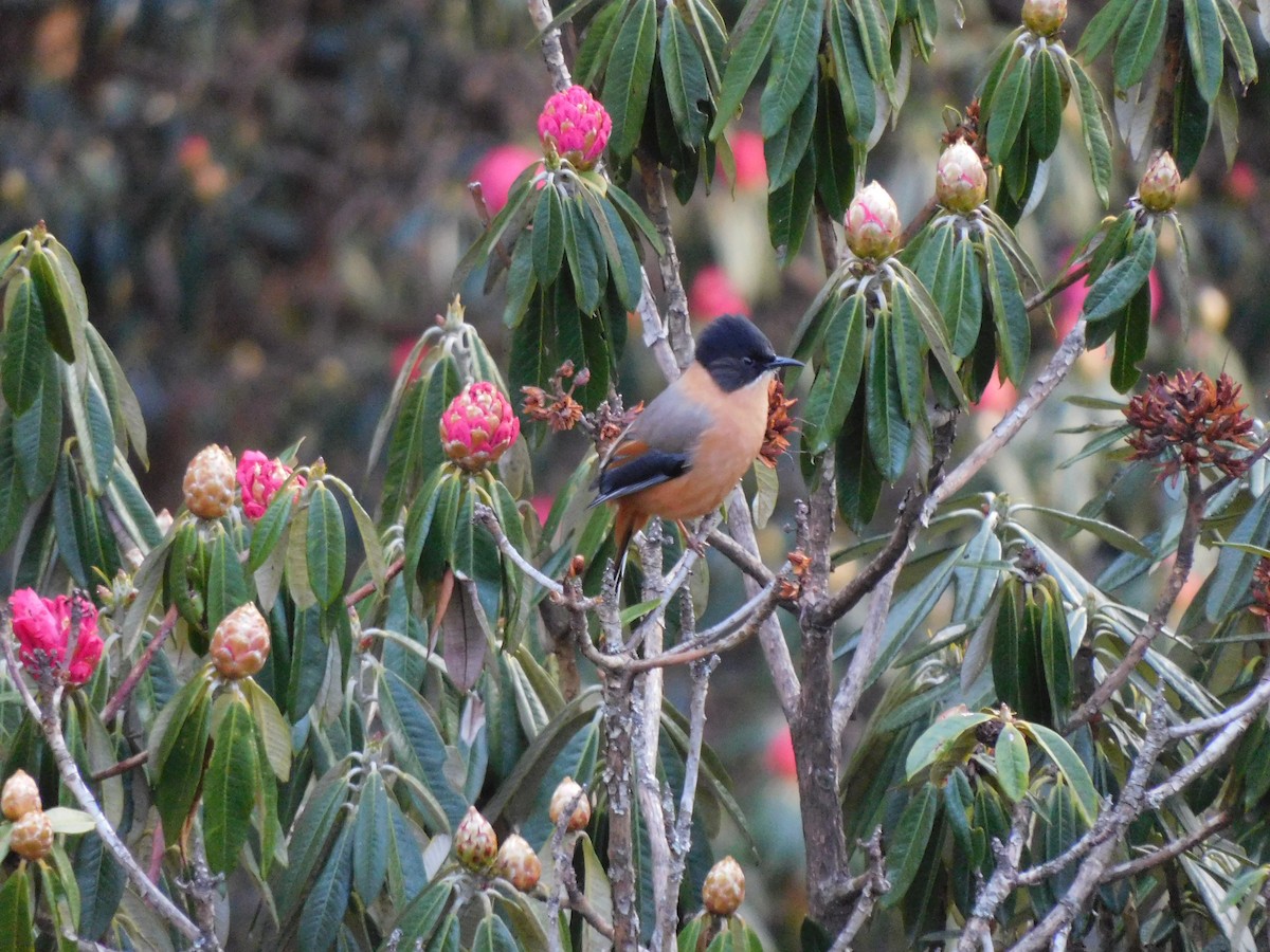 Rufous Sibia - ML631781662