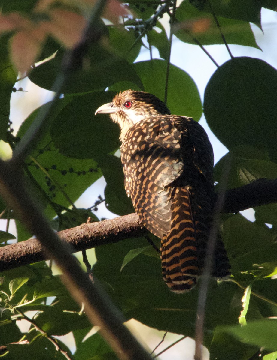 Asian Koel - ML631781667