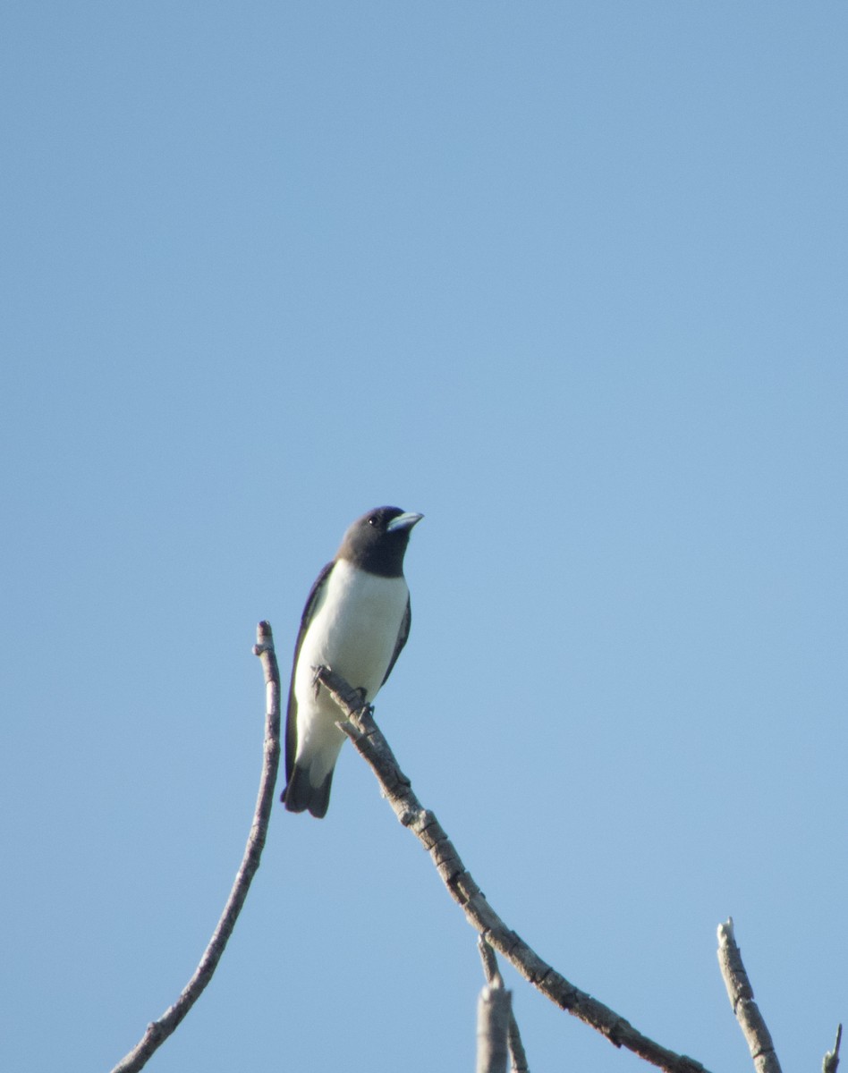 White-breasted Woodswallow - ML631781672