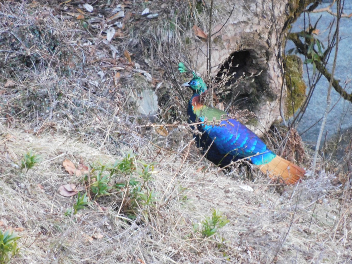 Himalayan Monal - ML631781688