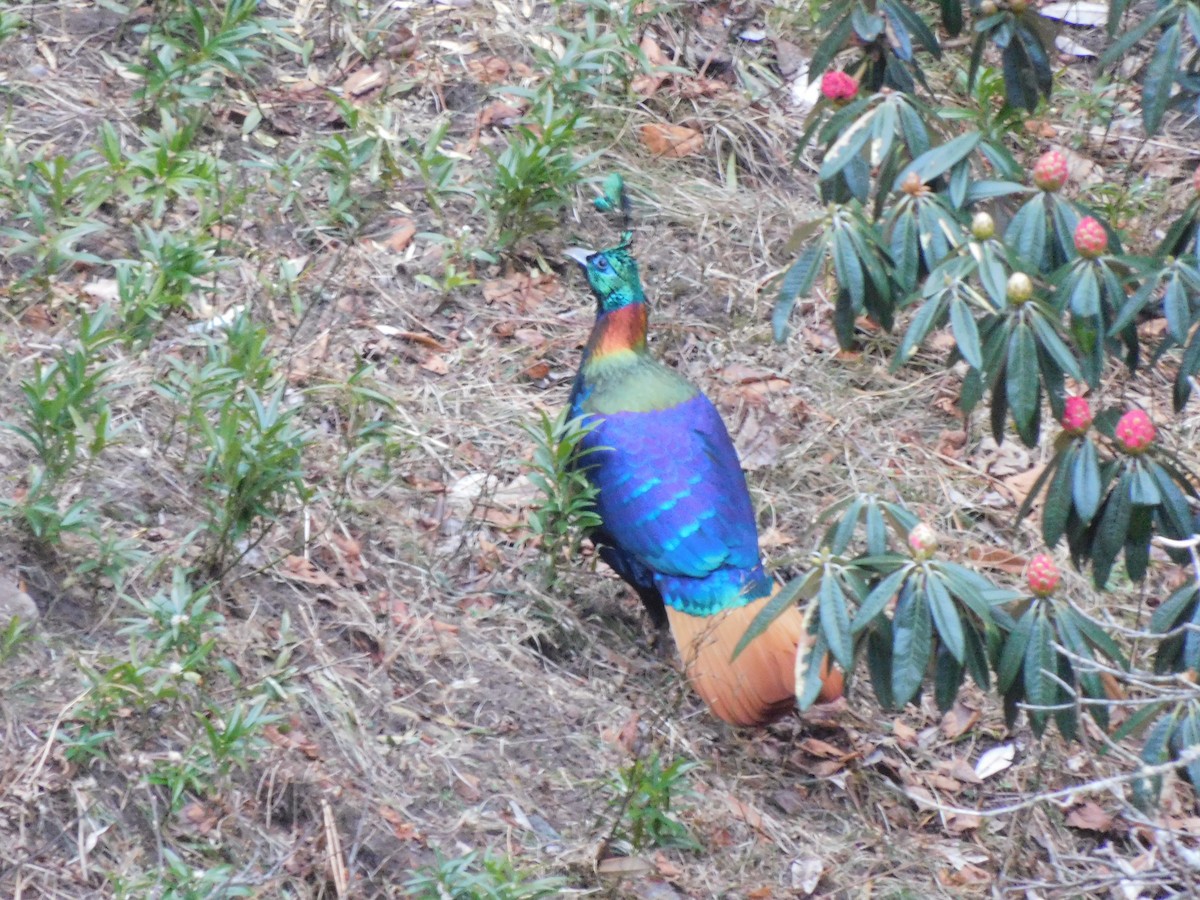 Himalayan Monal - ML631781689