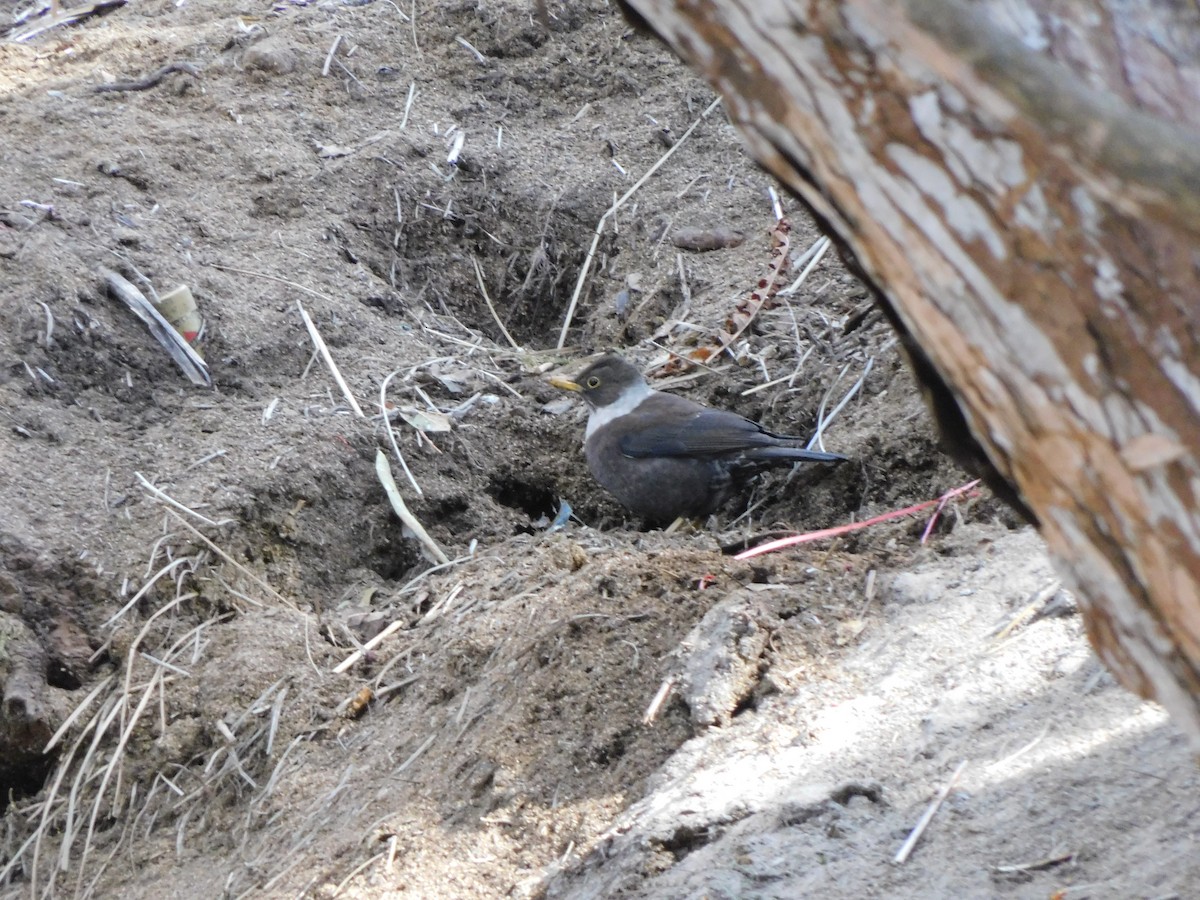 White-collared Blackbird - ML631781771
