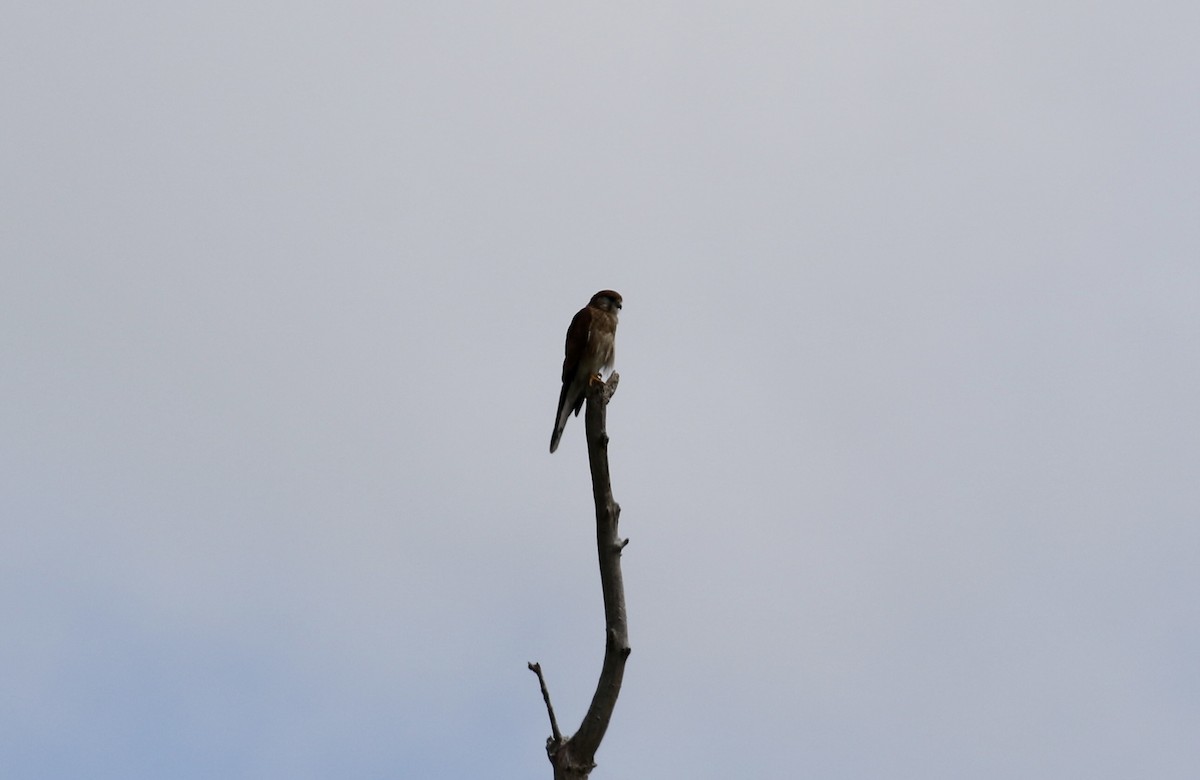 Nankeen Kestrel - ML631782153