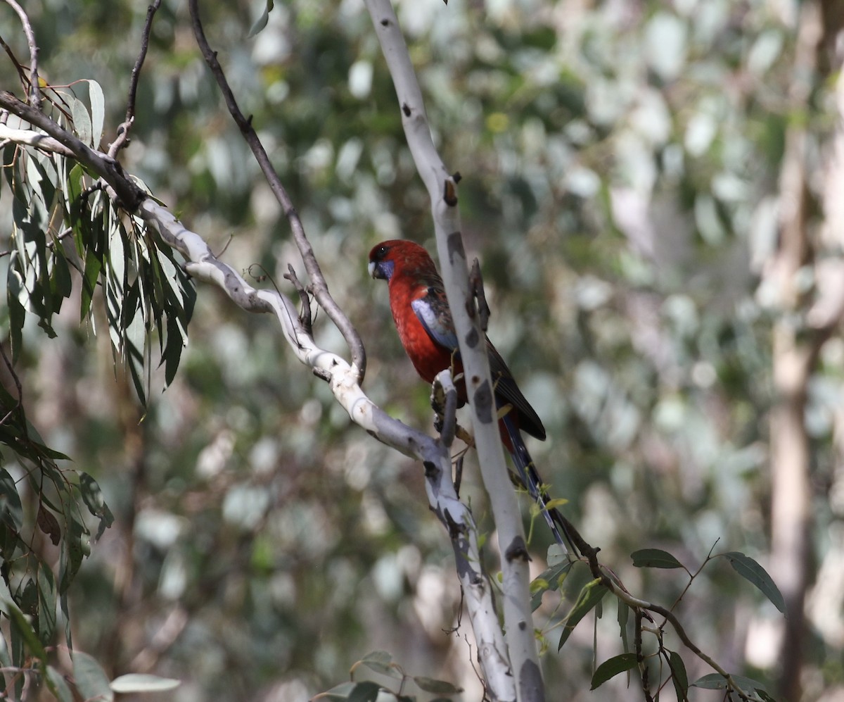 Crimson Rosella - ML631782159