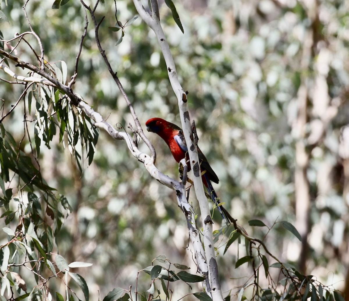 Crimson Rosella - ML631782161