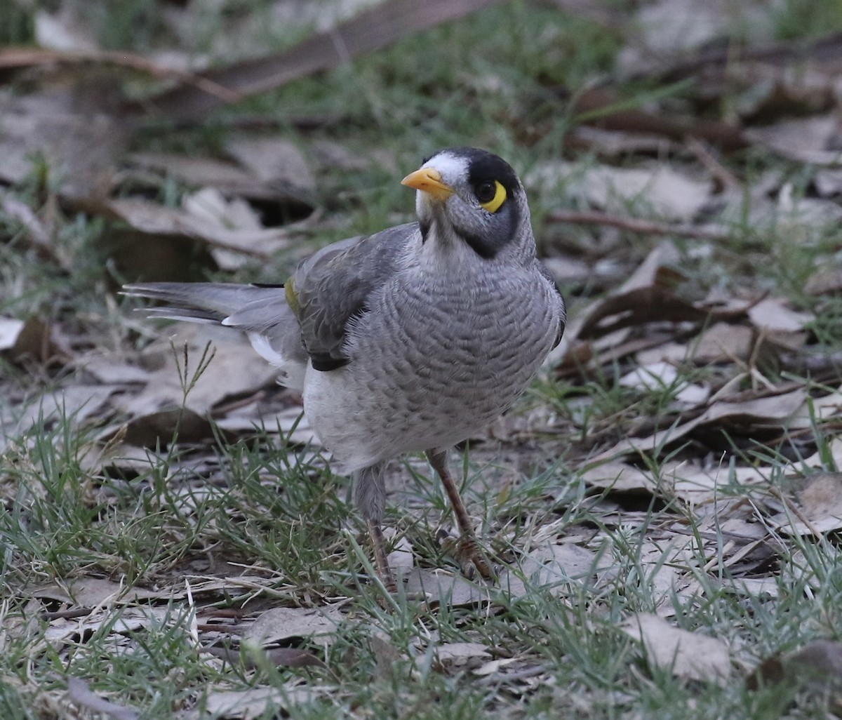 Noisy Miner - ML631782165