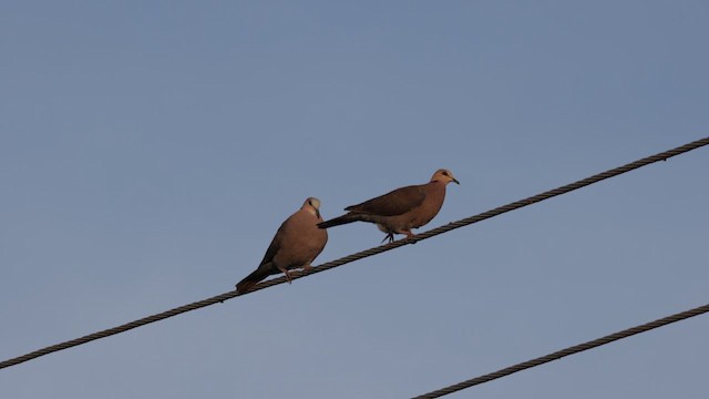 Red-eyed Dove - ML631782301